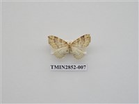 藏品(尺蛾573)的圖片